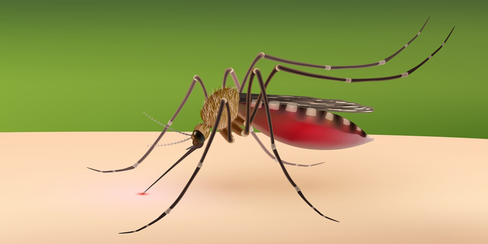 डेंगु नियन्त्रण गर्न हरेक शुक्रबार ‘खोज र नष्ट गर’ अभियान